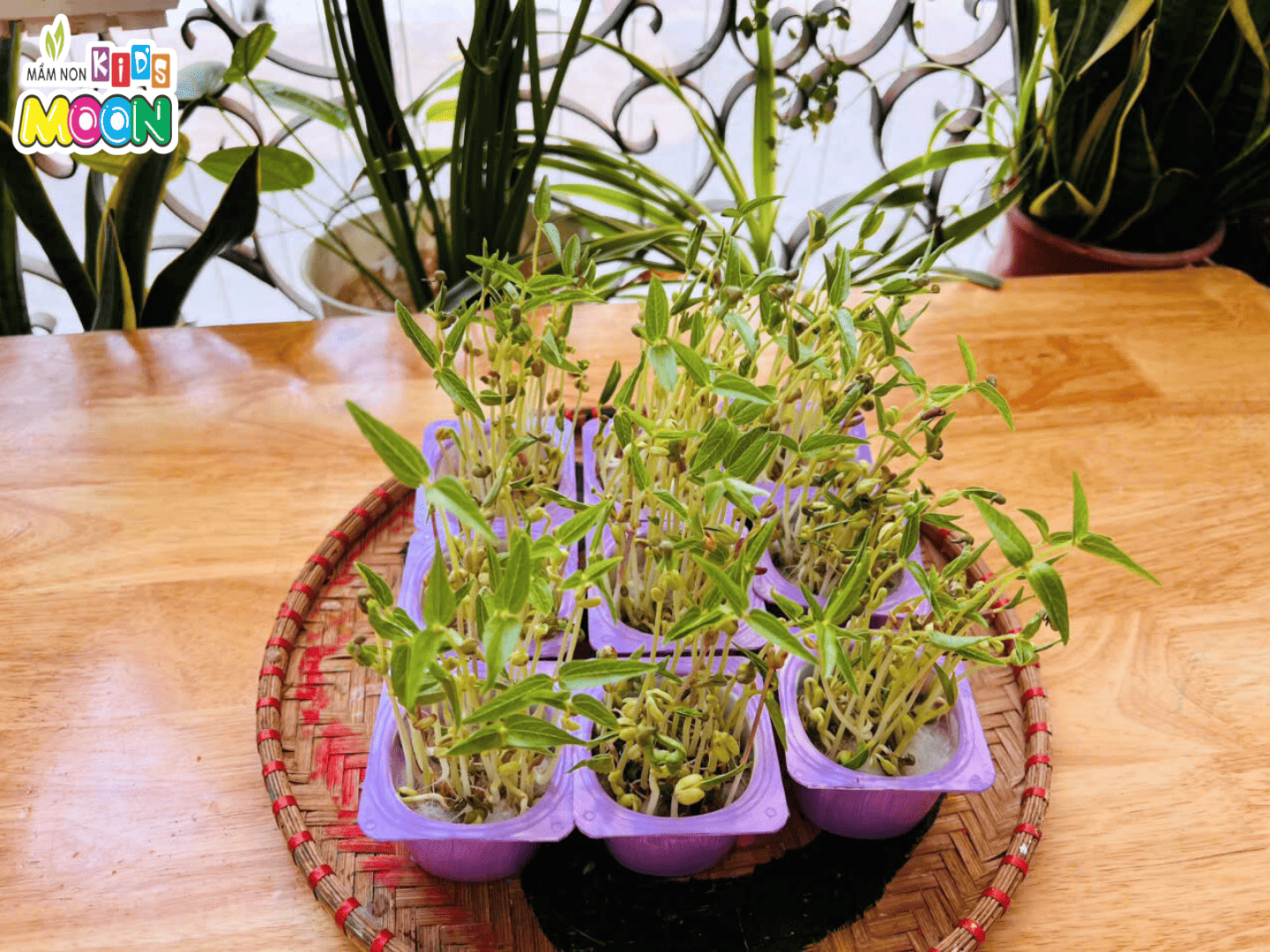 TIẾT HỌC STEAM: NHỮNG MẦM CÂY XINH TIẾT HỌC STEAM: NHỮNG MẦM CÂY XINH - Mầm Non Kid's Moon